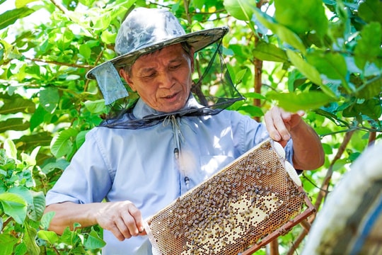 Nuôi hàng vạn chiến binh hoa rừng, nông dân Hà Tĩnh xây dựng nên "ngành kinh tế ngọt ngào", nhiều người có thể thu về đến 3 tỷ/năm