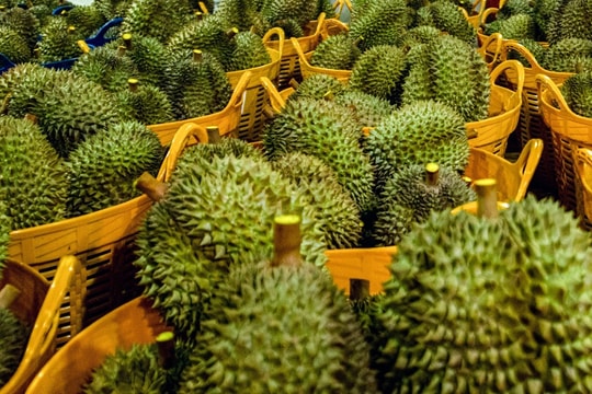 Giá sầu riêng hôm nay 19/7: Trong nước “đứng yên”, thương lái thận trọng chờ tín hiệu xuất khẩu