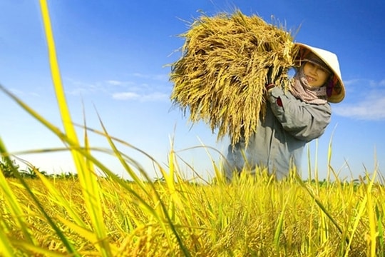 Giá lúa gạo hôm nay 20/7: Gạo hạ giá nhẹ, lúa giữ mức cao