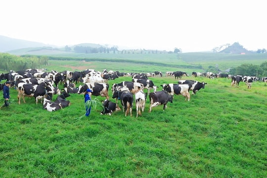 Thương hiệu sữa gạo cội 60 năm tuổi báo lãi lớn, tiết lộ bí quyết “chi ít lãi nhiều”