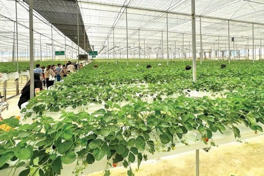 Thay vì cách làm truyền thống, người nông dân Lâm Đồng làm giàu từ "mỏ vàng" mới ngay ở chính khu vườn nhà mình