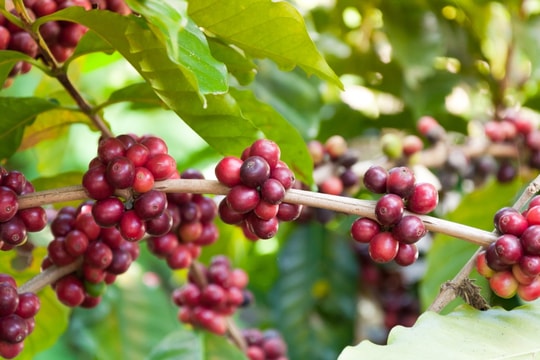 Cập nhật giá cà phê hôm nay 14/9: Tăng cao phiên thứ 3 liên tiếp