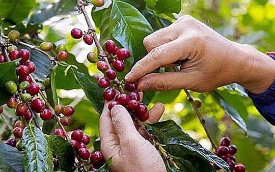 Giá cà phê hôm nay 22/7: Cà phê thế giới quay đầu giảm, nông dân Việt vẫn kỳ vọng giá giữ vững