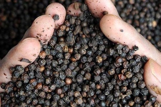 Giá tiêu hôm nay 22/7: Giá tiêu neo cao nhờ tồn kho giảm, chuyên gia vẫn kỳ vọng đợt tăng mới