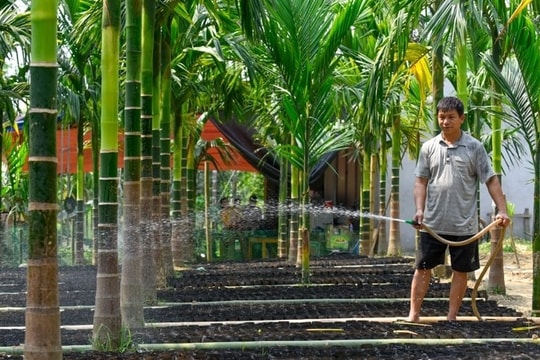 Câu chuyện về người nông dân Thanh Hóa bỏ chanh, bỏ gấc đi trồng thứ cây quý mà trở thành tỷ phú