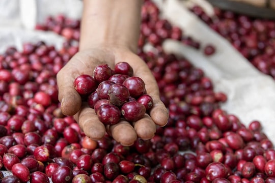 Giá cà phê hôm nay 23/7: Cà phê nội địa lao dốc, Arabica mất điểm mạnh