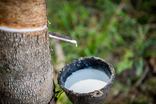 Giá cao su hôm nay 8/9: Biến động, nhu cầu lốp thay thế lao dốc