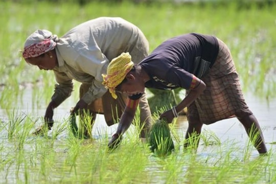 Nông dân đẩy mạnh trồng lúa, nhờ chính sách giá thu mua hấp dẫn