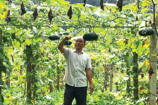 Nông dân Cao Bằng biến 1.800m² đất nghèo thành mô hình thu nửa tỷ mỗi năm