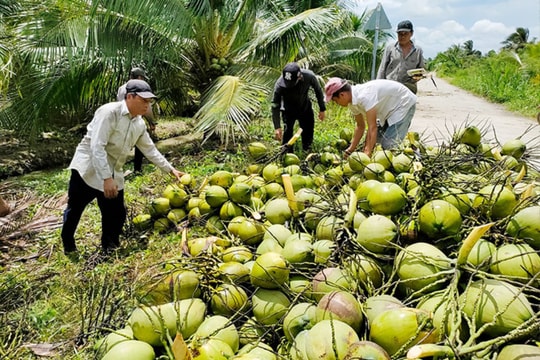 Trở thành tỷ phú nhờ cây dừa, cây bưởi, người nông dân Vĩnh Long có bí kíp gì mà bán đắt hàng đến vậy?