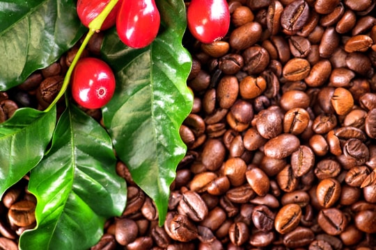 Cập nhật giá cà phê hôm nay 15/9: Tăng gần 8.000 đồng/kg