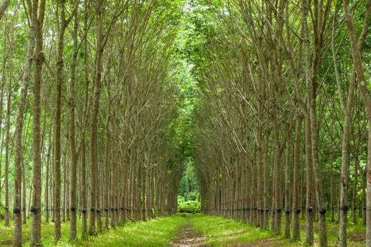 Giá cao su hôm nay 16/11: Nhật Bản tăng 4% trong tuần nhờ đồng Yen suy yếu