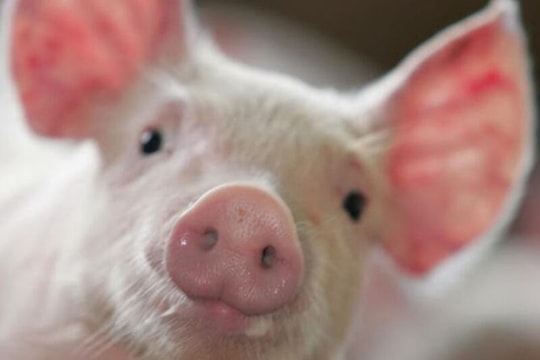 Giá heo hơi hôm nay 24/7: Đồng loạt giảm trên cả nước, miền Nam cũng không còn giữ giá