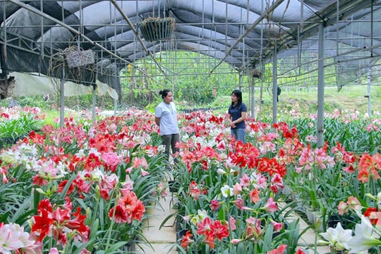 Ở Thái Nguyên, người nông dân biến thứ "xinh đẹp" thành đặc sản nổi tiếng trên Tiktok và Facebook, mỗi tháng dễ dàng bỏ túi vài trăm triệu