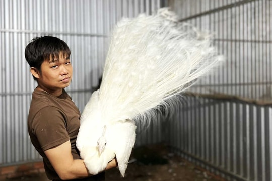 Từ thú vui mà tạo nên cơ ngơi, nông dân Cần Thơ nuôi giống chim giá cả chục triệu đồng, tiền về tay đếm không xuể