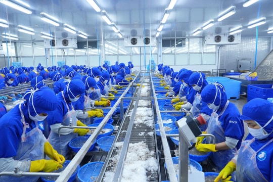 Doanh nghiệp thủy sản  Đà Nẵng giảm lãi do hụt thu hàng triệu USD vào thị trường Mỹ, ngân quỹ còn chưa tới 6 tỷ đồng