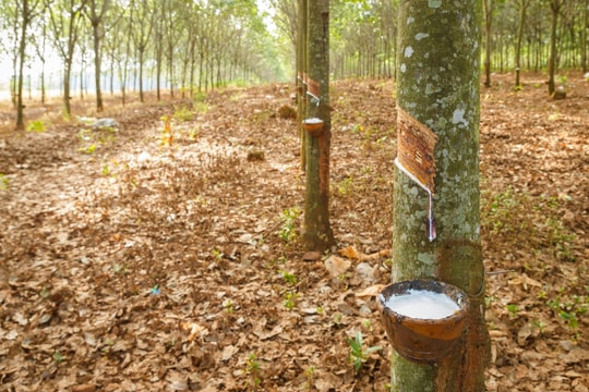 Giá cao su hôm nay 17/10/2025: Thái Lan, Trung Quốc tăng nhẹ, nhu cầu ô tô thúc đẩy thị trường