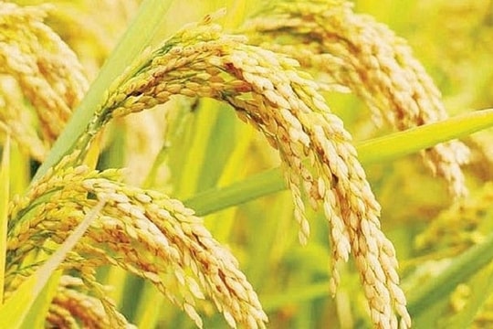 Giá lúa gạo hôm nay 25/7: Gạo nguyên liệu tiếp đà tăng, thị trường xuất khẩu chịu áp lực từ Trung Quốc
