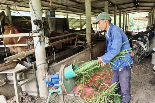 Nông dân vùng khó Quảng Trị nuôi hơn 1.900 con gia súc, chọn bò làm đường thoát nghèo