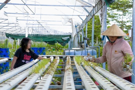 Nông dân Đà Nẵng làm nông như vận hành nhà máy, quản lý luống rau bằng AI, doanh thu lên tới 3 tỷ đồng