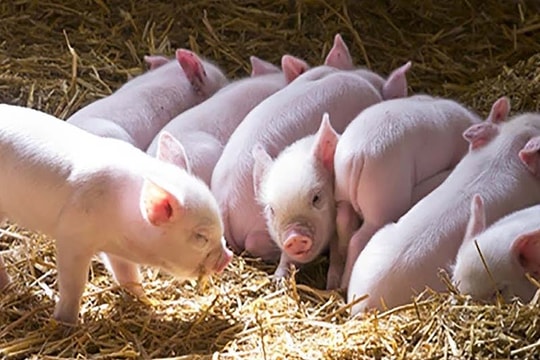 Giá heo hơi hôm nay 26/7: Miền Trung – Tây Nguyên “dẫn sóng” giảm giá