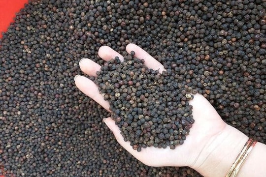 Giá tiêu hôm nay 26/7: Neo cao trên diện rộng, Gia Lai bất ngờ giảm nhẹ