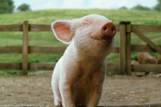 Giá heo hơi hôm nay 27/7: Miền Nam bắt đầu giảm giá