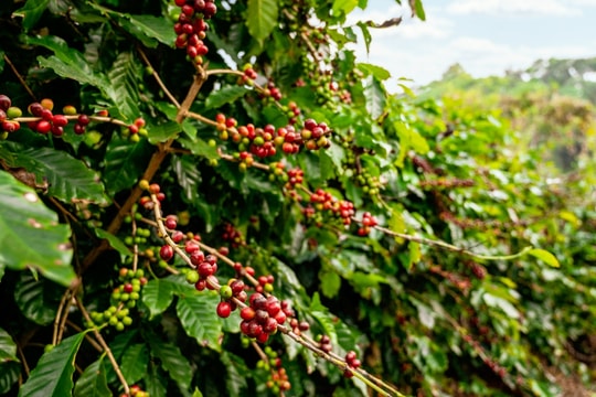 Cập nhật giá cà phê hôm nay 16/9: Tây Nguyên đồng loạt giảm