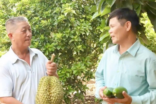 Từ mảnh vườn trĩu quả đến cửa hàng không biển hiệu, nông dân Đồng Nai đổi đời nhờ “vàng trên cây” với mô hình tiền tỷ