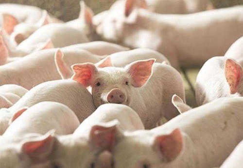 Giá heo hơi hôm nay 28/7: Một số địa phương giảm nhẹ