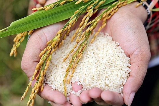 Giá lúa gạo hôm nay 28/7: Giữ đỉnh cũ, thương lái giảm thu mua