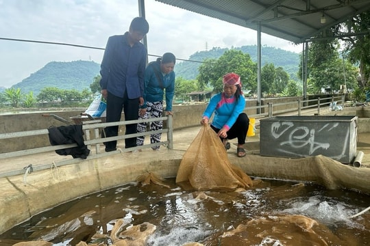 "Làm giàu không thể làm một mình": Người nông dân Lào Cai kiếm 1 tỷ/năm nhờ tư duy mô hình độc đáo, bà con xóm làng cùng hưởng ứng noi theo