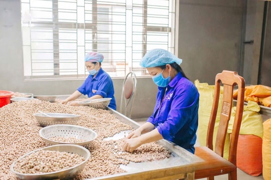 Đổi đời từ vùng đất trũng, nông dân Hưng Yên tìm thấy “vàng mềm” trong ao cạn, lúc nào cũng có người tự tìm mua