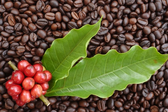 Cập nhật giá cà phê hôm nay 11/9/2025: Bất ngờ giảm hàng loạt tại Tây Nguyên