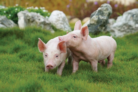 Một "quý vàng" của ông lớn trong làng chăn nuôi heo