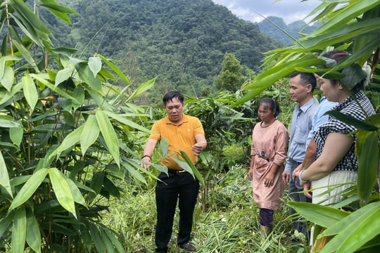 Nông dân Cao Bằng đang đổ xô đi trồng giống cây "lạ" làm giàu nhanh chóng