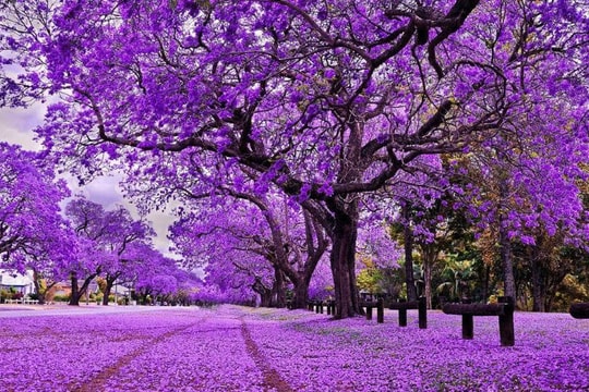 Chứng khoán giảm sâu, một cổ phiếu nơi “phố núi” vẫn tỏa sáng rực rỡ