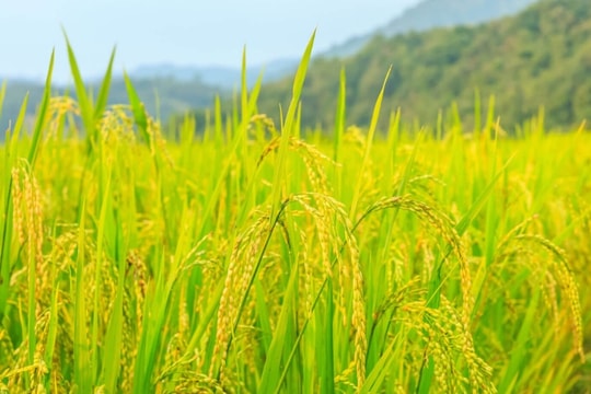 Giá lúa gạo hôm nay 30/7: Một số loại gạo tăng giá