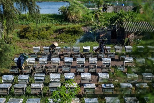 Cứ mùa hoa nở, nông dân Ninh Bình lại bắt đầu đi săn thứ "đặc sản quý", mỗi vụ có thể thu tới 600-700 triệu đồng
