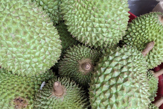 Giá sầu riêng hôm nay 30/7: Thị trường ổn định, chờ sóng xuất khẩu