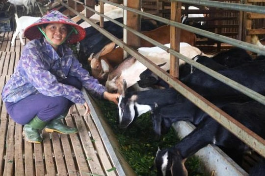 Từ 8 con dê và 100 khóm thanh long, người nông dân Đà Nẵng tìm ra bí quyết làm giàu mới, mỗi năm lãi tới 200 triệu