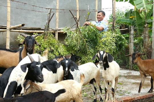 Nông dân Hà Tĩnh và đàn “kho báu ăn cỏ”: Mỗi năm lãi trăm triệu từ mô hình chăn thả ven sông