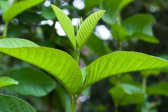 Lá cây ven đường trở thành "thần dược" giúp giảm cân và cải thiện miễn dịch