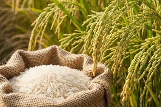 Giá lúa gạo hôm nay 31/7: Xuất khẩu gạo tăng giá, vượt cả Thái Lan và Ấn Độ