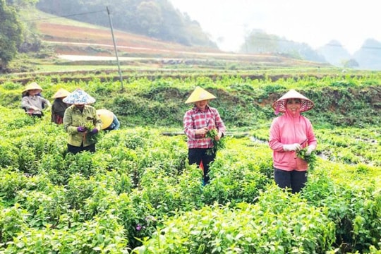 Nông dân Cao Bằng thay lúa bằng "lá ngọt lạ", hái hàng chục triệu mỗi vụ, hợp sức làm nên mô hình tiền tỷ