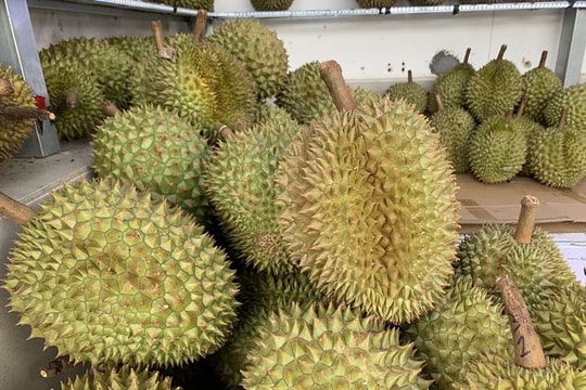 Giá sầu riêng hôm nay 31/7: Đi ngang, kỳ vọng xuất khẩu khởi sắc