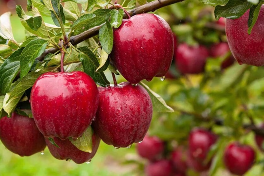 Loại trái cây "cứu cánh" cho người có nguy cơ suy thận, hạ huyết áp và làm sạch hệ bài tiết