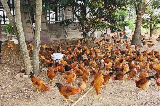 Nông dân Quảng Trị biến thứ ngỡ bỏ đi thành thức ăn cho gà, tạo ra mô hình mang lại thu nhập hàng trăm triệu/năm