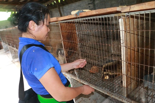 Nông dân Nghệ An viết lại công thức làm giàu bằng cách nuôi nhiều loại con đặc biệt, thu nhập hàng trăm triệu/năm