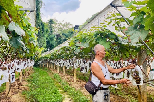 Nông dân Cao Bằng mạnh tay chặt bỏ 800 trụ thanh long, làm mới mô hình "xanh - sạch - đẹp" với giống trái mới, thu cả trăm triệu đồng/vụ